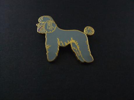 Franse poedel (dwerg)poedel hondenras grijs
